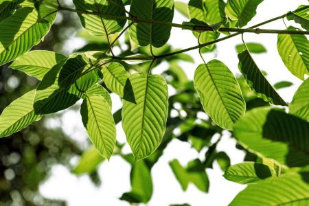 Kratom,Or,Mitragyna,Speciosa,Branch,Green,Leaves,On,Natural,Background.