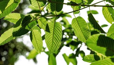 Kratom,Or,Mitragyna,Speciosa,Branch,Green,Leaves,On,Natural,Background.